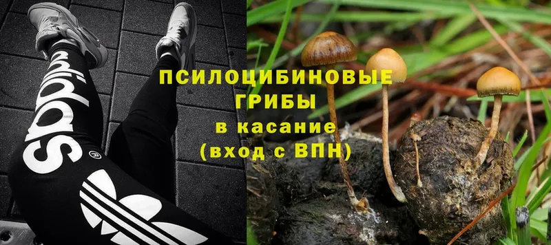 Псилоцибиновые грибы Magic Shrooms  Шацк 